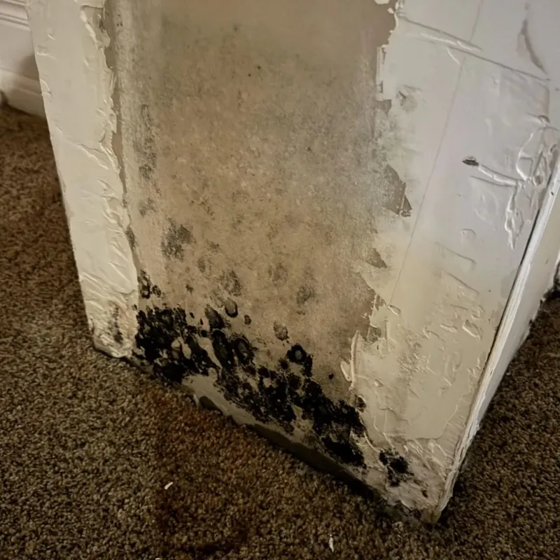 Professional Mold Removal in Bradford, TN